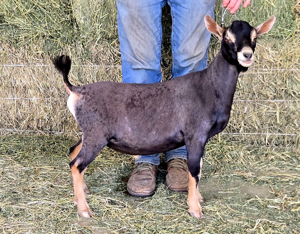 Creosote Ranch JR Cornerstone