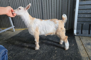 Presley 4 weeks old.jpg