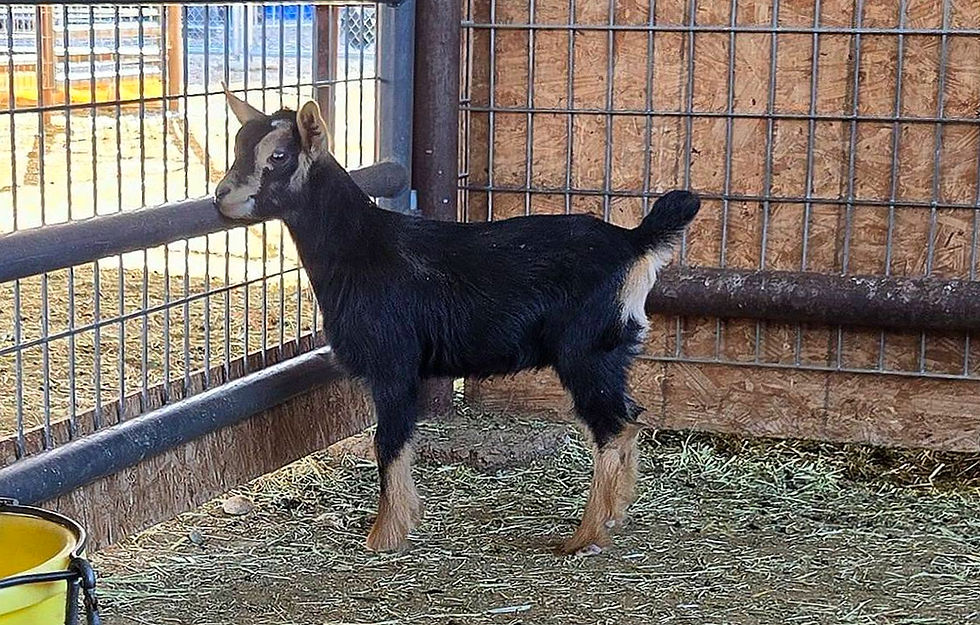 Creosote Ranch JR VenetianLace