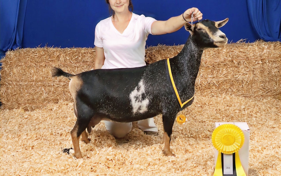 Creosote Ranch JR Goody2Shoes