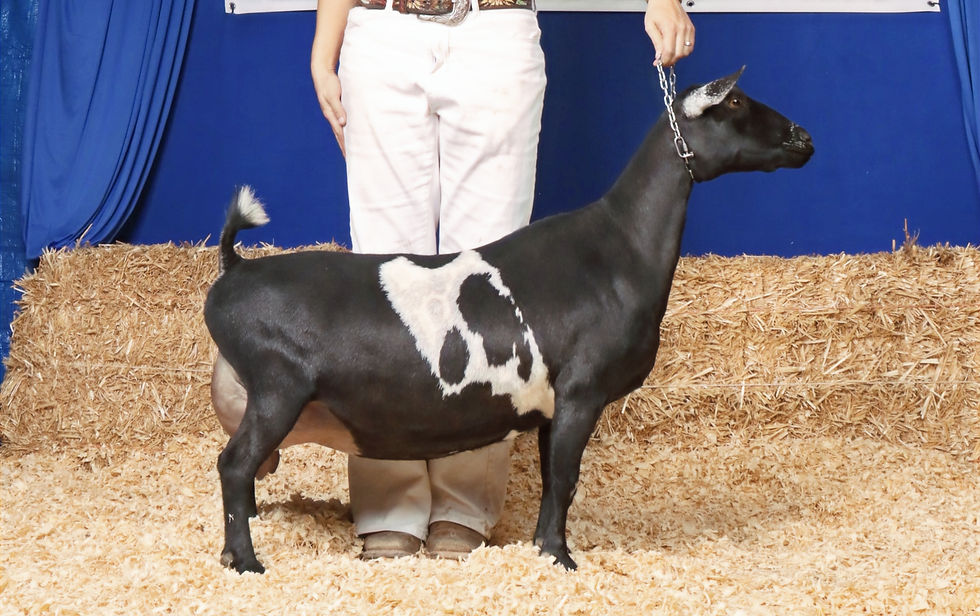 Creosote Ranch FC Run Wild