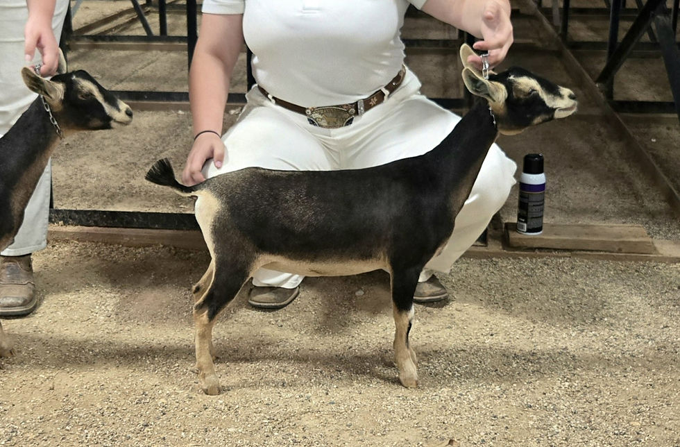 Creosote Ranch JH La Pinta