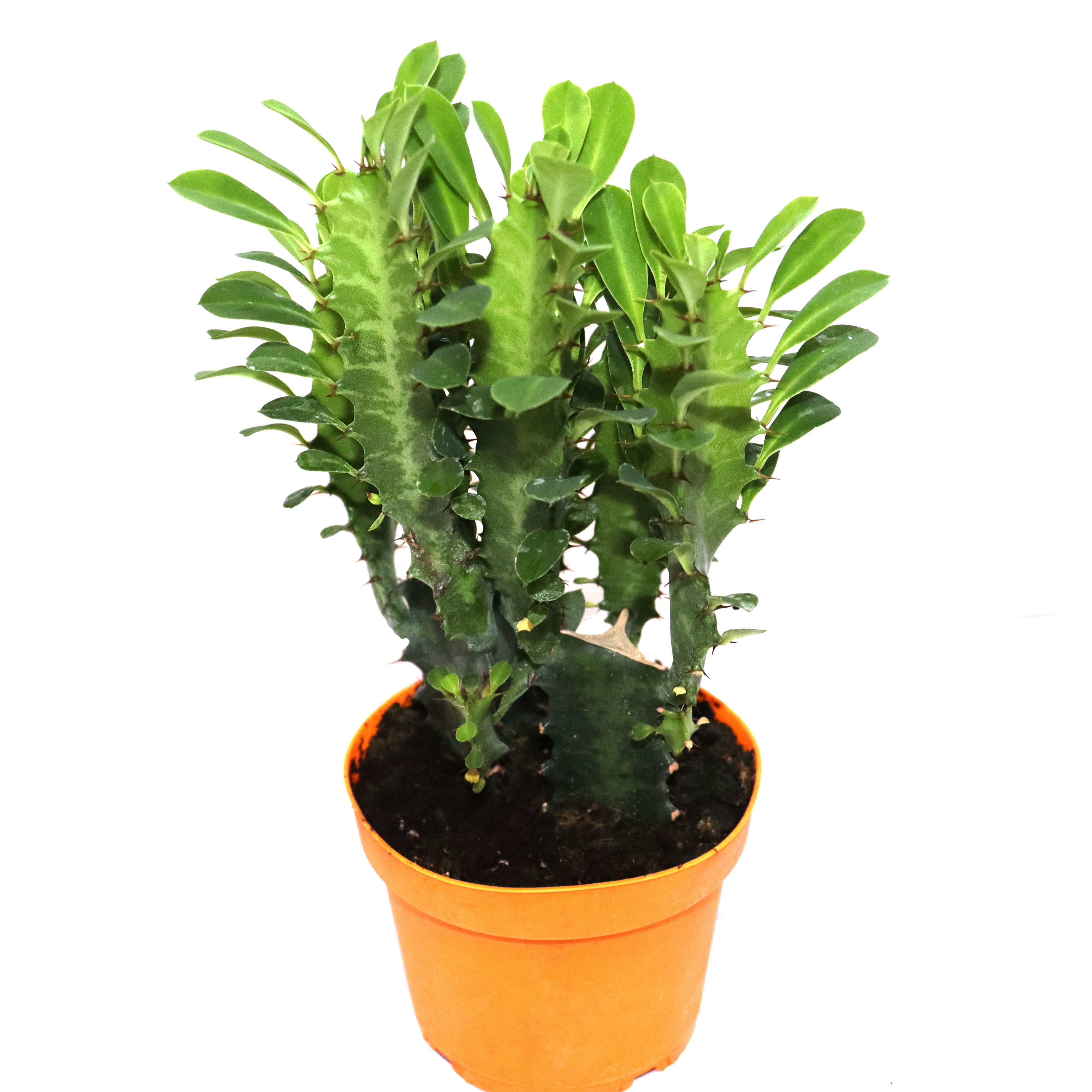 Euphorbia Trigona Rubra (Süt Ağacı)