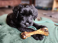 Giant schnauzer best dog ever