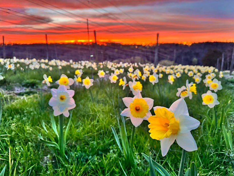 daffodils.jpg