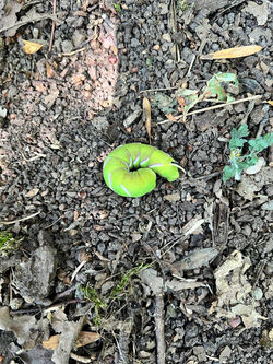 NzA_Neugattersl_IMG-20250827-WA0008