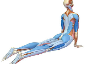 BHUJANGASANA
