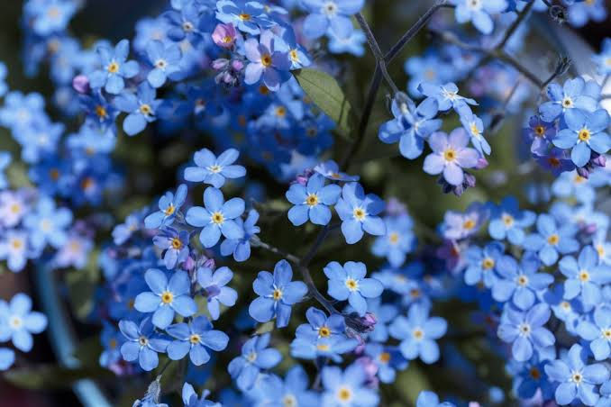 Forget Me Not