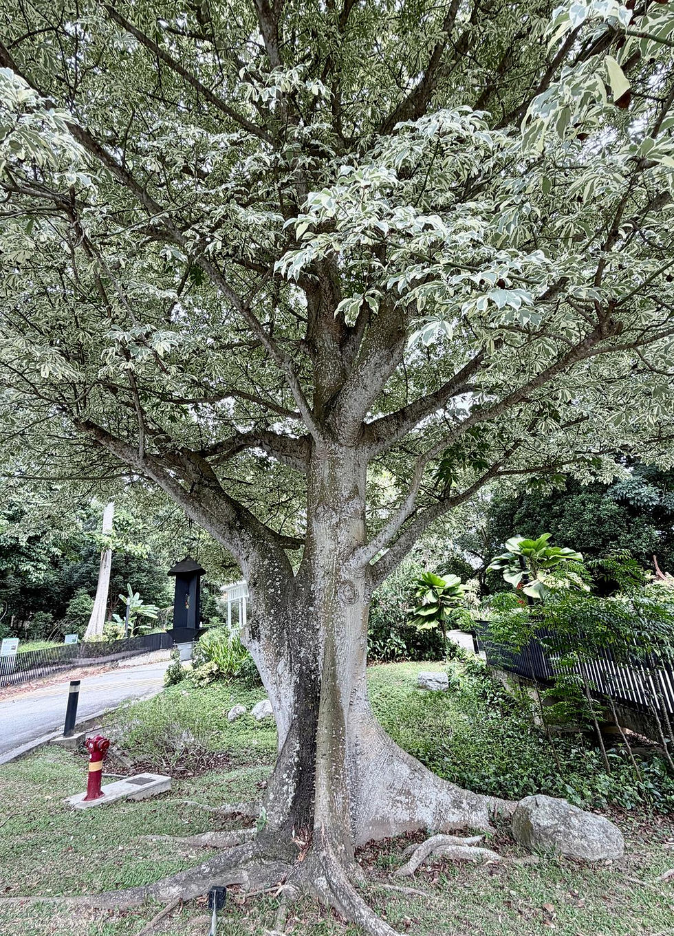 Returning to Oneness: 3.5hrs Immersive Nature Experience by Bestarz (AM)