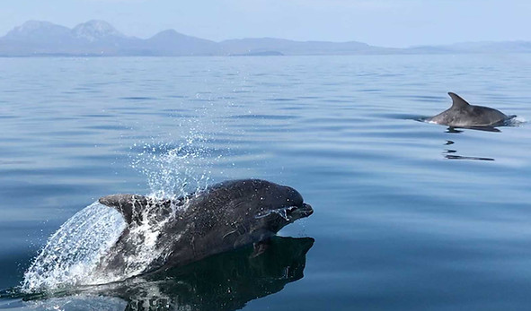 dolphin1.jpg