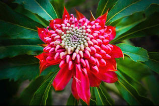 Waratah flower