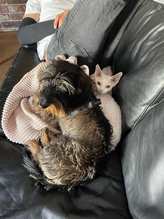 Are cats and dogs friends? Yes