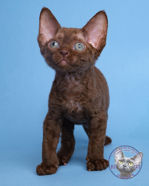 Adorable chocolate Devon Rex cat posing elegantly on a blue background