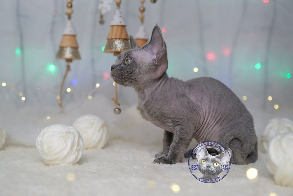 Best Devon Rex Kittens For Sale 2022