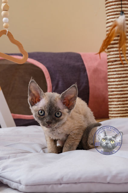 devon rex cat breed