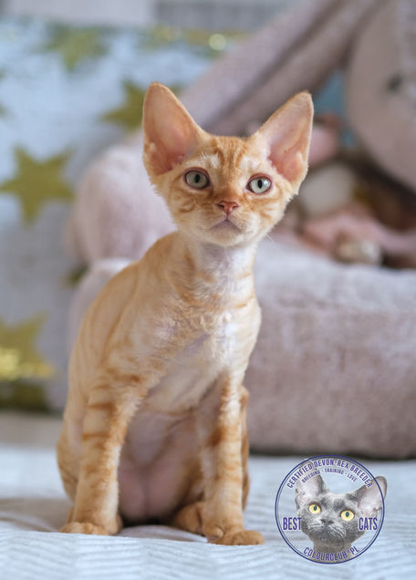 Kocurek Devon Rex WCF PZF Colourclub*PL