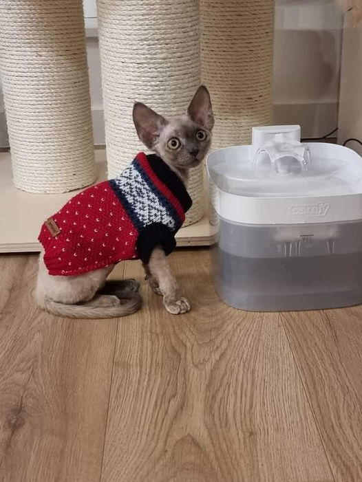 How often should cats drink water? Every day!