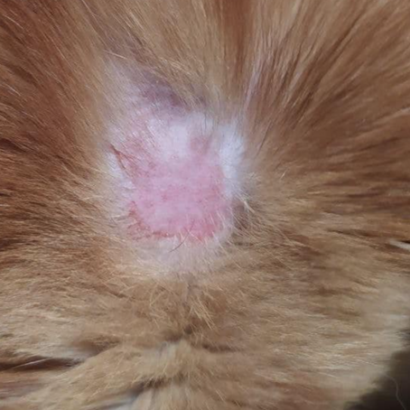 Ringworm on the withers of cat