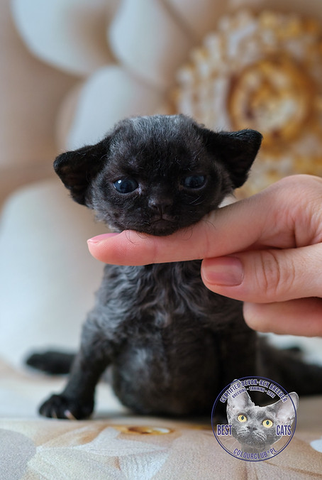 Black Solid Color Devon Rex Kitten for Sale