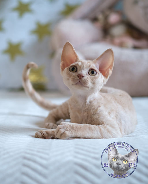 Koteczka Devon Rex Colourclub*PL Elsa