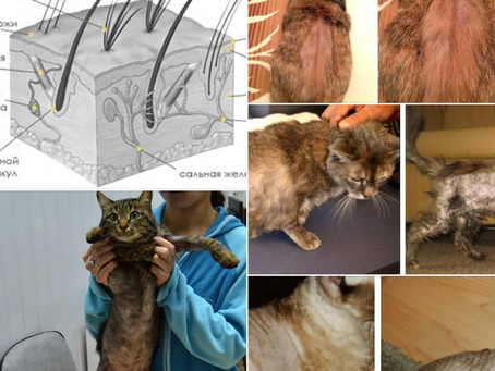 Baldness in cats: causes and treatment