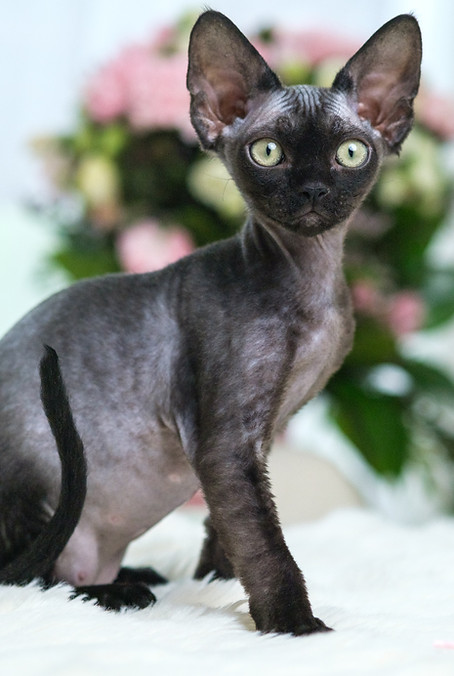 Black Kitten Devon Rex For Sale
