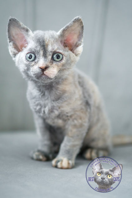 Devon Rex Kittens with Character