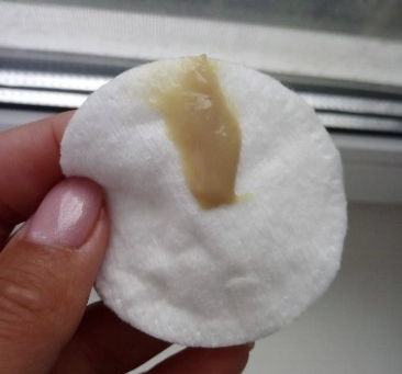 Vaginal Discharge in Cats