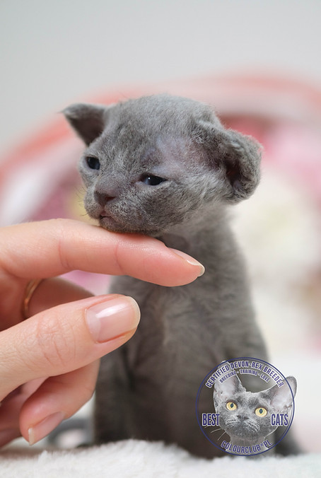 blue color devon rex kitten for sale