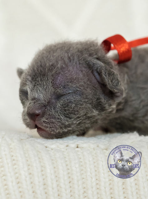 How Old Is That Kitten? One week old!