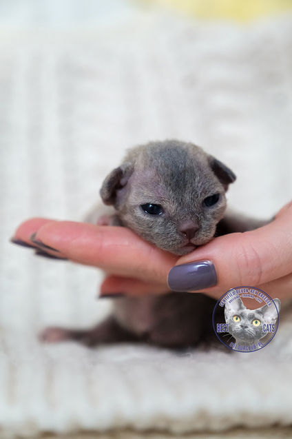 7 Days Old Devon Rex Kitten 