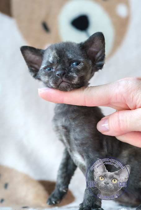 Devon Rex Kitten for sell. Black color