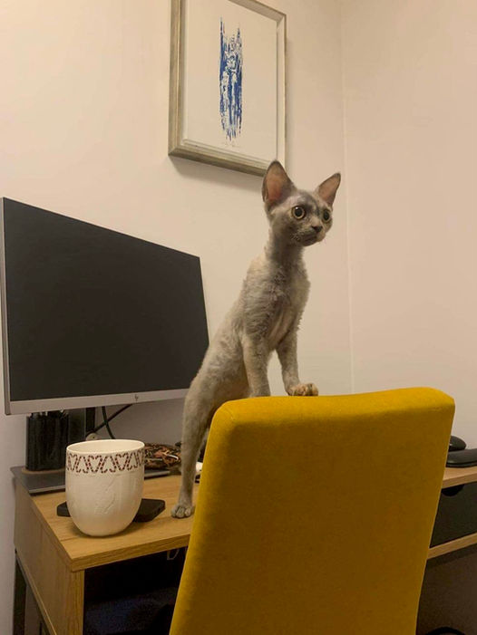 A happy Devon Rex named Gloria, making himself at home with his new family