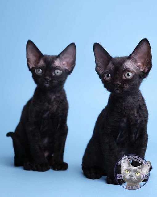 Playful black Devon Rex kittens exploring the enchanting blue setting