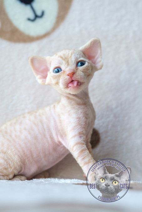 devon rex for sale and buy red colour