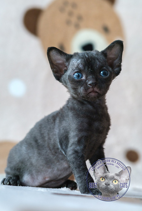 Black kitten from devon rex breeder Poland