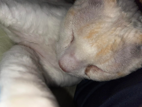 One eye of a kitten is very watery - what to do?
