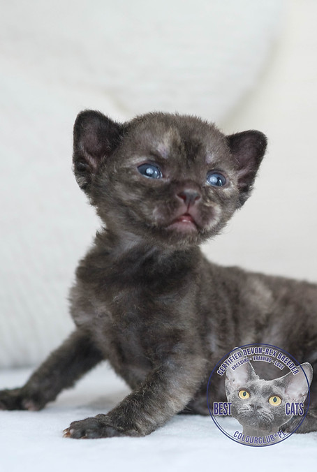Devon Rex Kitten for sell. Black color