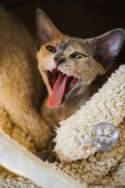  Devon Rex Kittens For Sale From Europe Breeders