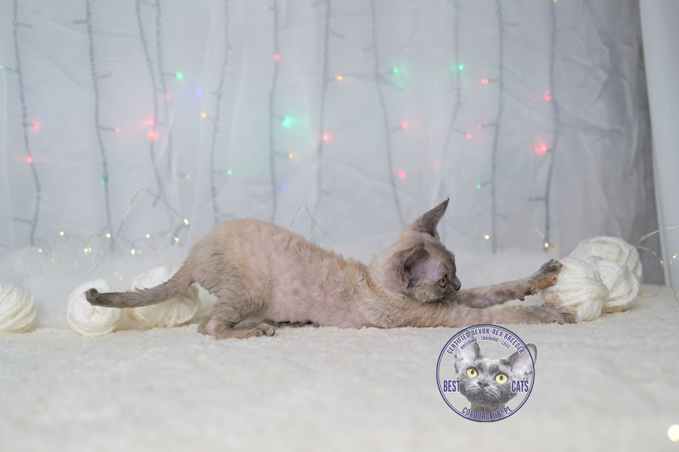 Devon Rex Playing. Best Cattery ColourClub*PL