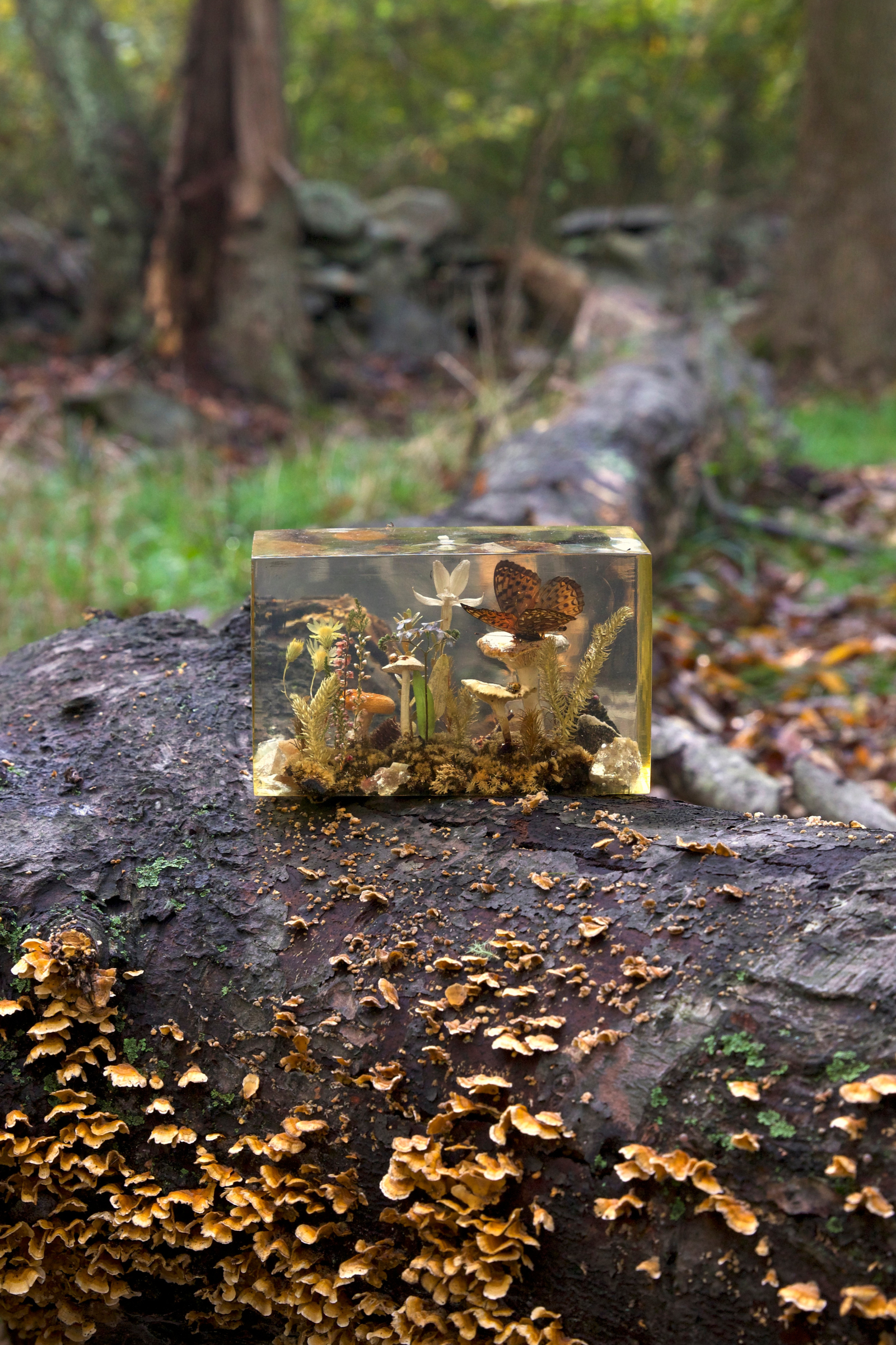 PRESERVED NATURE SCENE
