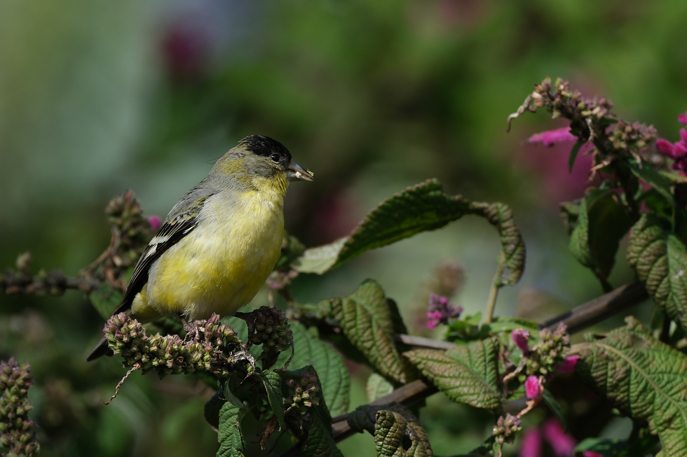 New Blog Who Dis starring American Goldfinch