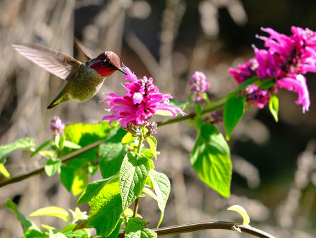 Keep Your Eye on the Bird featuring Anna's Hummingbird