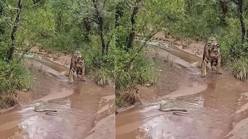 #Snake Scares Off a Tiger – Watch This Jaw-Dropping Video! 🐍🐅