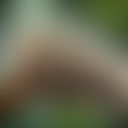 జాగ్రత్త! 🐛 ప్రాణాంతకమైన గొంగళి పురుగులు తిరుగుతున్నాయి! ⚠️