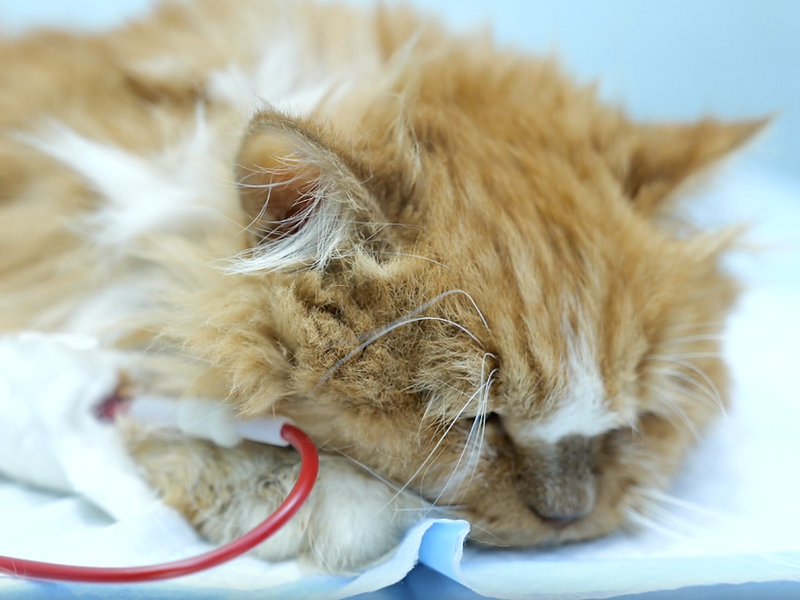 Pets Care Hospital