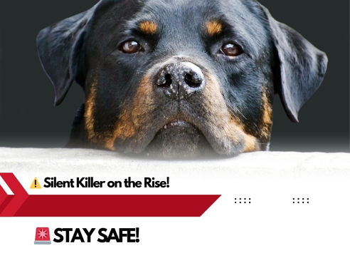 🚨 Rabies Scare in the US 🦇🐶: CDC Rings Alarm Bells as Cases Spike!