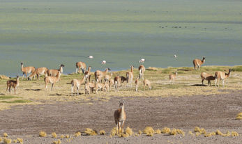 Salar de Marikunga, Región de Atacama. Fotografía de Chilenti.cl