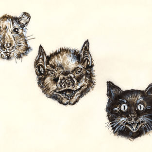 An ink drawing of a Rat, Bat and Cat on paper 