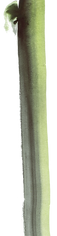 Green spot20.png